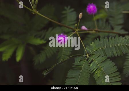 Mimosa pudica-empfindliche Pflanze. Rosa Blumen, grüne Blätter. Touch-Me-nicht blühen. Stockfoto