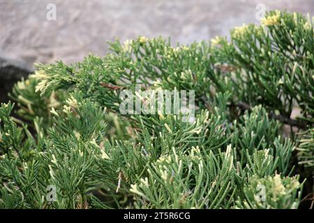 Horizontaler wacholder (Juniperus horizontalis) wird häufig in der Landschaftsgestaltung verwendet Stockfoto