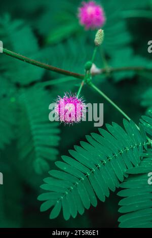 Mimosa pudica-empfindliche Pflanze. Rosa Blumen, grüne Blätter. Touch-Me-nicht blühen. Stockfoto