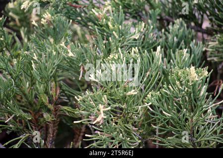 Horizontaler wacholder (Juniperus horizontalis) wird häufig in der Landschaftsgestaltung verwendet Stockfoto