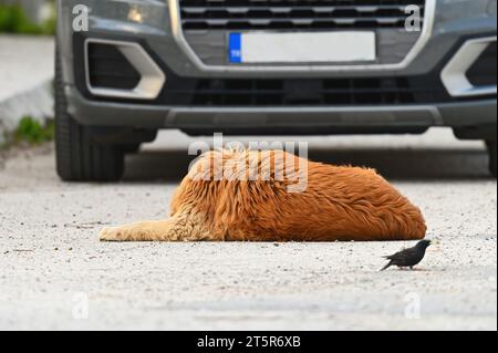 Ein streunender Hund liegt auf der Straße, auf der Straße. Stockfoto