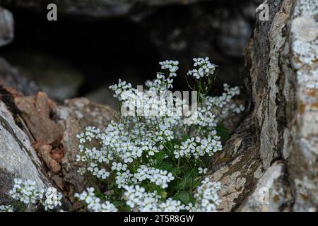 Arabis caucasica arabis Bergkresse Frühlingsblütenpflanze, kausische Felskresse Blumen mit weißen Blütenblättern in Blüte, grüne Blätter Stockfoto