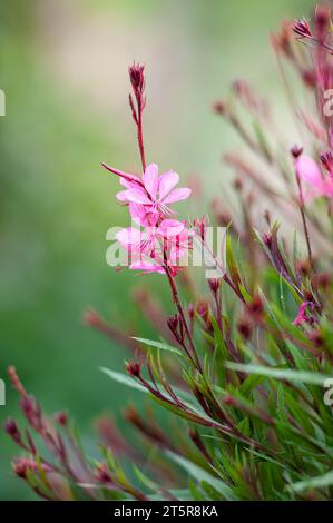 Gaura lindheimeri, Gaudi Pink, Schmetterling gaura mit grünen Blättern, Stiel und Zweigen, verschwommener Hintergrund Stockfoto