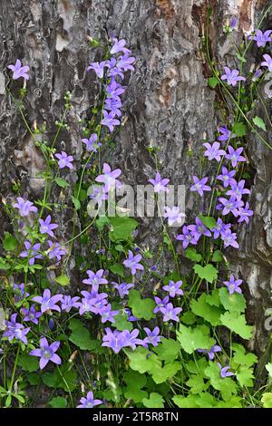 Schöne blaue Blumen von Campanula cymbalaria und Aubrieta in einem Blumenbeet. Stockfoto