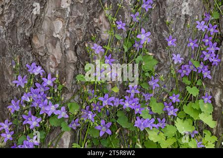 Schöne blaue Blumen von Campanula cymbalaria und Aubrieta in einem Blumenbeet. Stockfoto