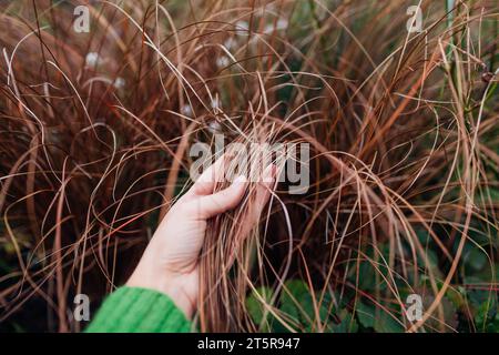 Bronzener Haarsegen. Carex wächst im Herbstgarten an Blumenrand. Neuseeland Haarspange. Ziergras. Gärtner berührt Blätter Stockfoto