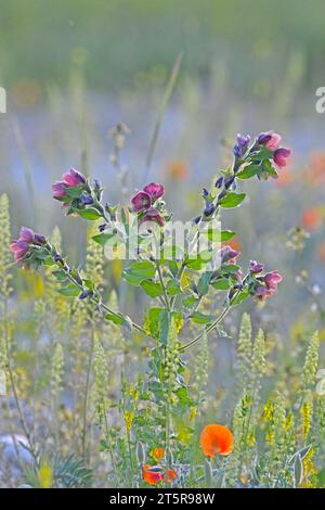 In der Wildnis blüht Cynoglossum officinale unter Gräsern. Nahaufnahme der bunten Blüten des gewöhnlichen Sedums in einem typischen Lebensraum. Stockfoto