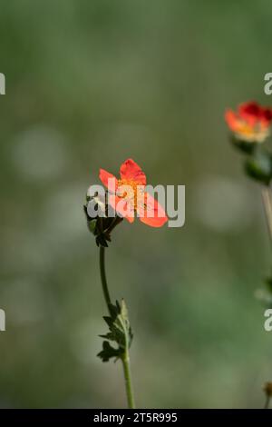 Geum 'Totally Tangerine' in Blume. Stockfoto