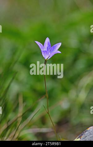 Schöne blaue Blumen von Campanula cymbalaria und Aubrieta in einem Blumenbeet. Stockfoto