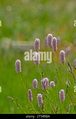 Bistorta officinalis blühende Wiese Europäischer Bistort, rosafarbene Wiese blühende Enzianpflanzen auf grüner Wiese. Stockfoto