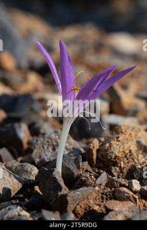 Wunderschöner Herbstkrokus (Colchicum autumnale) an einem sonnigen Tag. Nahaufnahme. Stockfoto