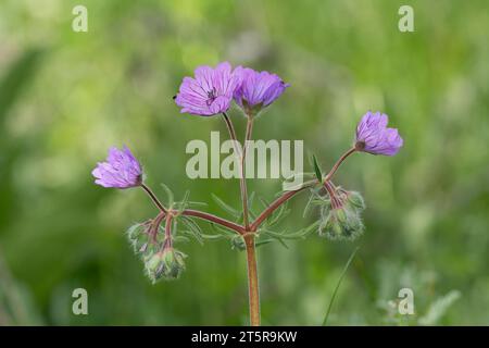 Geranienpflanzen in ihrem natürlichen Lebensraum an einem sonnigen Frühlingstag mit wilden Malvenblüten. Stockfoto