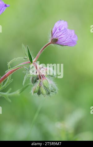 Geranienpflanzen in ihrem natürlichen Lebensraum an einem sonnigen Frühlingstag mit wilden Malvenblüten. Stockfoto