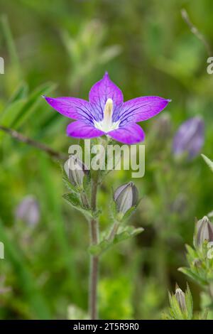 Legousia oder Venusspiegel gehört zur Familie der Campanulaceae und ist im Mittelmeer beheimatet. Stockfoto