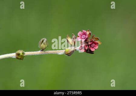 In der Natur blüht Cynoglossum officinale zwischen den Gräsern. Nahaufnahme der bunten Blüten des Sedums in einem typischen Lebensraum. Stockfoto