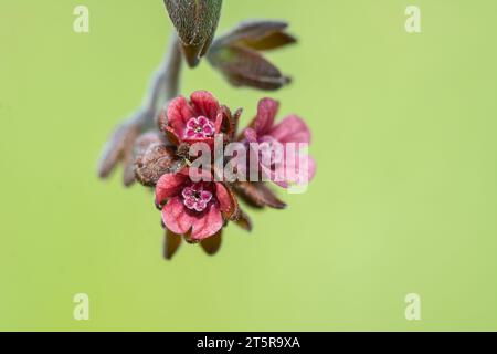 In der Natur blüht Cynoglossum officinale zwischen den Gräsern. Nahaufnahme der bunten Blüten des Sedums in einem typischen Lebensraum. Stockfoto