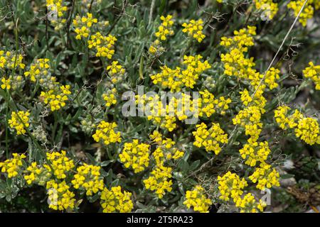 Alyssum Wildpflanze im Frühjahr. Stockfoto