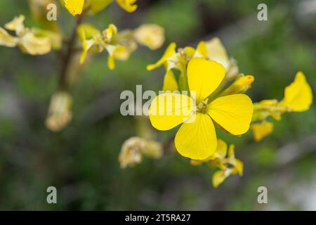 Gelbe helle Blüten von Erysimum cheiri Stockfoto