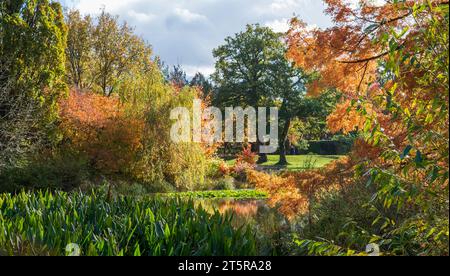 Metasequoia Glyptostroboides Baum in atemberaubender Herbstfarbe, fotografiert am See im RHS Wisley Garden, nahe Woking in Surrey, Großbritannien. Stockfoto