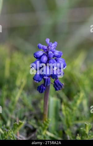 Nahaufnahme der ersten Frühlingsblumen Muscari in der Natur. Blaue, helle Blütenknospen. Stockfoto