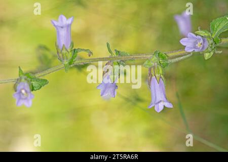 Campanula rapunculoides, Europäische Glockenblume, Campanulaceae. Wilde Pflanzen, die im Sommer geschossen wurden. Stockfoto