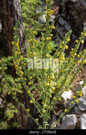 Verbascum phlomoides, gemeinhin als Orangenmaulein oder Wollmaulein bezeichnet. Stockfoto