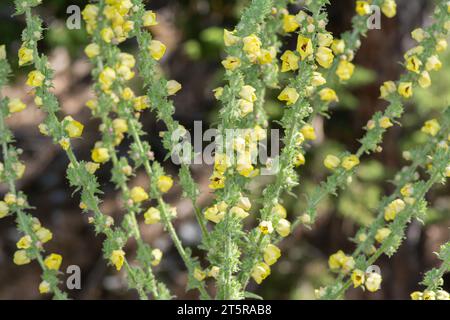 Verbascum phlomoides, gemeinhin als Orangenmaulein oder Wollmaulein bezeichnet. Stockfoto