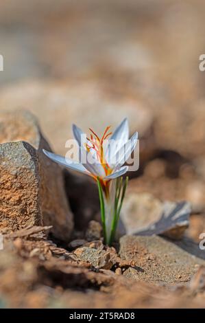 Nahaufnahme der blühenden Frühlingsblühpflanze der Familie der Iridaceae, weiße Krokusse, auf natürlichem Hintergrund an einem sonnigen Tag. Weicher selektiver Fokus Stockfoto