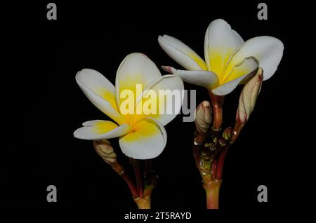 Plumeria (gebräuchlicher Name frangipani) ist eine Gattung von blühenden Pflanzen aus der Familie der Dogbane, Apocynaceae. Stockfoto