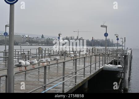 Pier am Zürichsee im persönlichen Hafen. Es gibt graue Geländer, die den Pier umrahmen, und Möwen sitzen darauf. Stockfoto