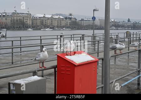 Pier am Zürichsee im persönlichen Hafen. Es gibt graue Geländer, die den Pier umrahmen, und eine rote Metallkiste mit Möwen sitzt überall. Stockfoto