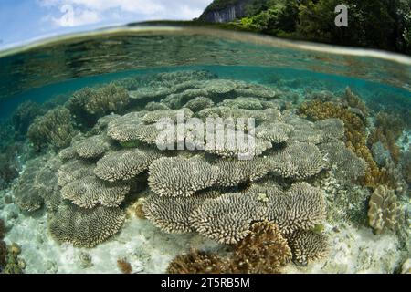 Eine Vielzahl gesunder Korallen gedeihen an einem wunderschönen, flachen Riff in Raja Ampat. Diese abgelegene, tropische Gegend ist bekannt als das Herz des Korallendreiecks. Stockfoto