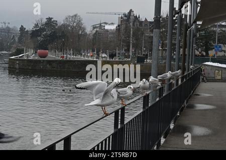 Pier am Zürichsee im persönlichen Hafen. Stockfoto