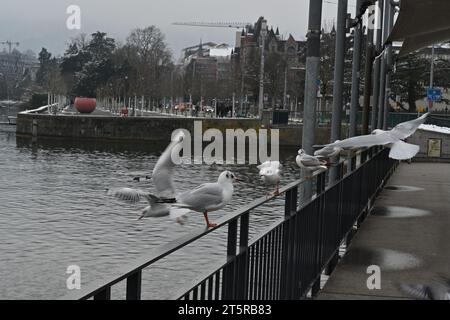 Uferpromenade am Zürichsee im persönlichen Hafen. Es gibt graue Geländer, die den Pier umrahmen, und Möwen sitzen darauf. Stockfoto