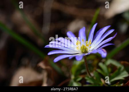 Anemonoides blanda, syn. Die Balkananemone, griechische Windblume oder Winterwindblume, ist eine Art blühender Pflanze aus der Familie der Ranunculaceae. Stockfoto