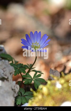 Anemonoides blanda, syn. Die Balkananemone, griechische Windblume oder Winterwindblume, ist eine Art blühender Pflanze aus der Familie der Ranunculaceae. Stockfoto