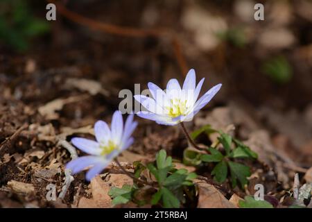 Anemonoides blanda, syn. Die Balkananemone, griechische Windblume oder Winterwindblume, ist eine Art blühender Pflanze aus der Familie der Ranunculaceae. Stockfoto