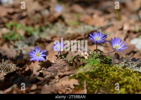 Anemonoides blanda, syn. Die Balkananemone, griechische Windblume oder Winterwindblume, ist eine Art blühender Pflanze aus der Familie der Ranunculaceae. Stockfoto