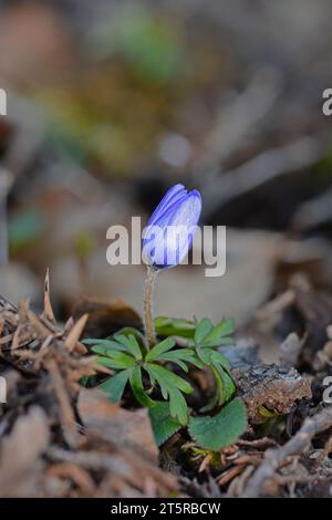 Anemonoides blanda, syn. Die Balkananemone, griechische Windblume oder Winterwindblume, ist eine Art blühender Pflanze aus der Familie der Ranunculaceae. Stockfoto