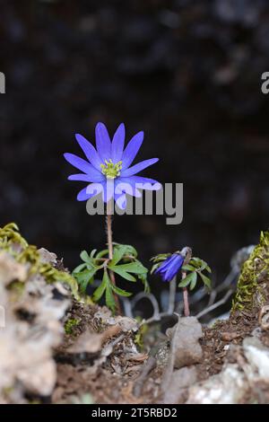 Anemonoides blanda, syn. Die Balkananemone, griechische Windblume oder Winterwindblume, ist eine Art blühender Pflanze aus der Familie der Ranunculaceae. Stockfoto