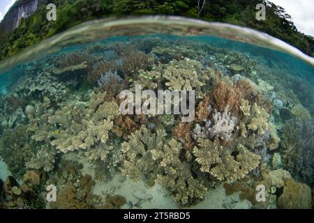 Eine Vielzahl gesunder Korallen gedeihen an einem wunderschönen, flachen Riff in Raja Ampat. Diese abgelegene, tropische Gegend ist bekannt als das Herz des Korallendreiecks. Stockfoto