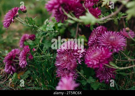 Im Oktobergarten blühen Burgunderlila Chrysanthemen. Blütenblüten im Herbst. Nahaufnahme Stockfoto