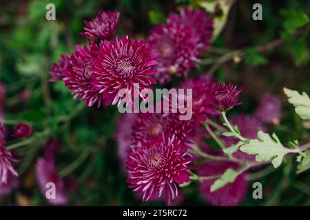 Im Oktobergarten blühen Burgunderlila Chrysanthemen. Blütenblüten im Herbst. Nahaufnahme Stockfoto