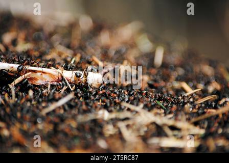 Das Frühlingsaufleben der Roten Ameisen (Formica rufa). Massen von Ameisen sind an sonnigen Tagen auf einem Ameisenhügel rausgeklettert. Unscharfes Foto und freier Kopierbereich. Stockfoto