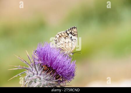 Blick unter dem Flügel auf einen weißen Schmetterling aus levantinischem Marmor (Melanargia titea) der Familie Nymphalidae. Stockfoto