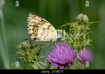 Blick unter dem Flügel auf einen weißen Schmetterling aus levantinischem Marmor (Melanargia titea) der Familie Nymphalidae. Stockfoto