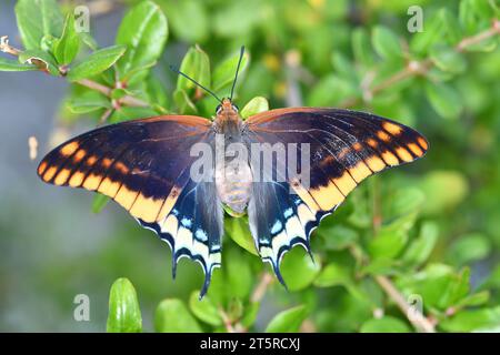 Dieser Schmetterling ist der zweischwänzige Pascha, der größte Schmetterling in der Türkei. Stockfoto