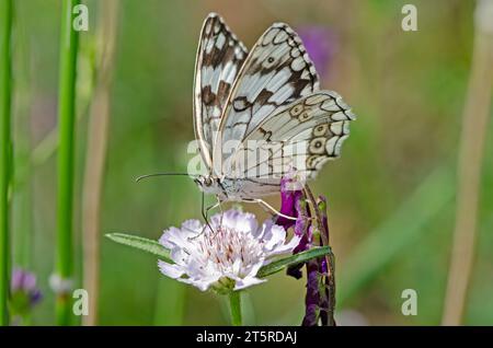 Blick unter dem Flügel auf einen weißen Schmetterling aus levantinischem Marmor (Melanargia titea) der Familie Nymphalidae. Stockfoto