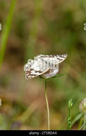 Blick auf einen weißen Schmetterling aus levantinischem Marmor (Melanargia titea) der Familie Nymphalidae. Stockfoto