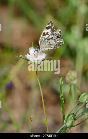 Blick unter dem Flügel auf einen weißen Schmetterling aus levantinischem Marmor (Melanargia titea) der Familie Nymphalidae. Stockfoto